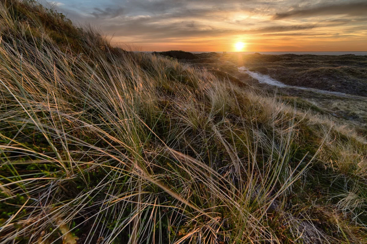 2023 jest dobry aby  kupić para cord